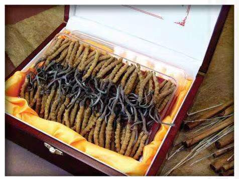 南丹冬虫夏草回收